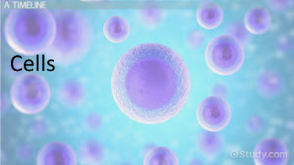 Cells