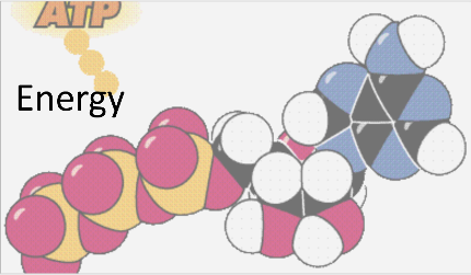 Energy in Cells