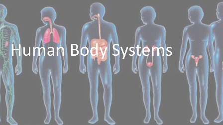 Human Body Systems