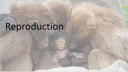 Reproduction
